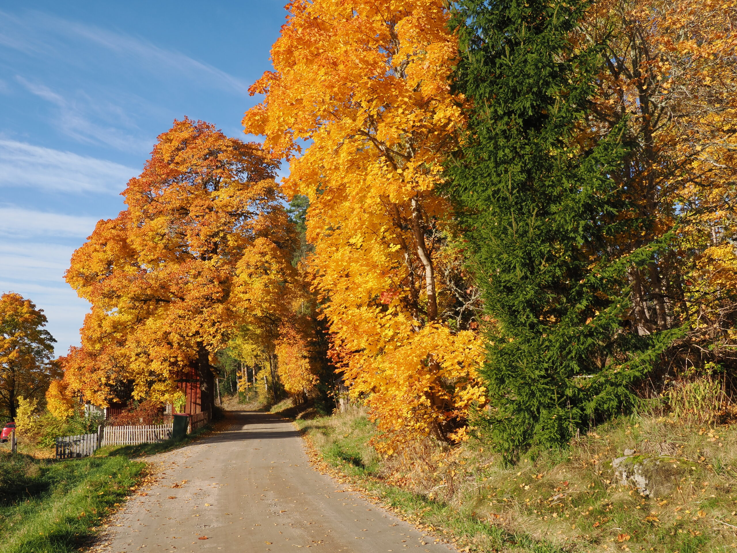 Höstmiljö